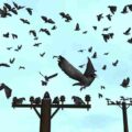 Bird Flock: Crow