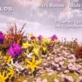 Micro Biomes – Fields Of Color